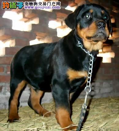 北京出售大头版罗威纳犬顶级防暴犬护卫犬罗威纳幼犬