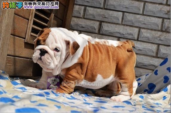 广州精品法国斗牛犬幼犬 多色可选 法斗包纯种健康