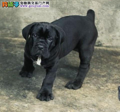 杭州哪里有自家繁殖的纯种憨厚老实的卡斯罗犬宝宝出售