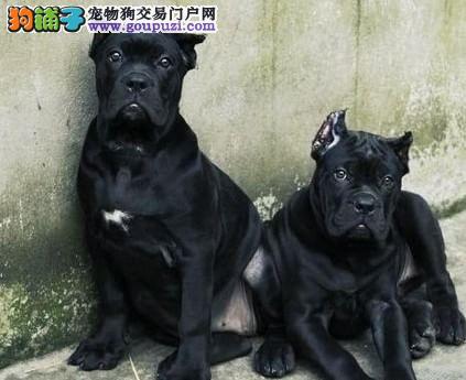 出售郑州卡斯罗犬专业缔造完美品质实物拍摄直接视频