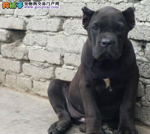武汉繁殖基地出售多种颜色的卡斯罗犬当日付款包邮