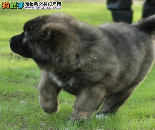 上海出售高加索犬幼犬健康质保签订合同骨量大骨架大