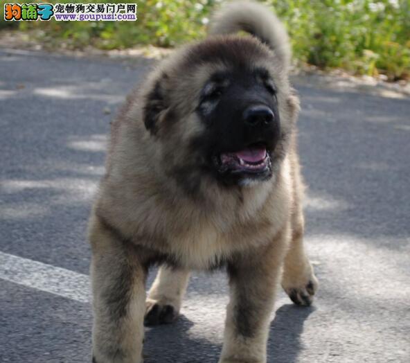CKU国家权威犬舍认证,出售大骨架熊版高加索幼犬