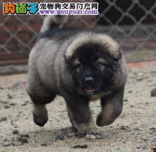 天津出售超级巨大猛犬高加索幼犬骨架大健康签协议质保图片