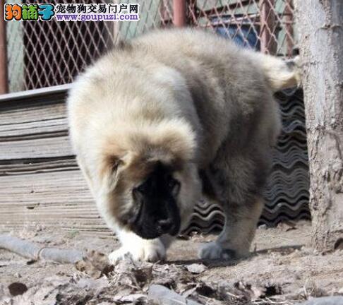 出售狼青色熊版的南昌高加索犬 可随时上门选购