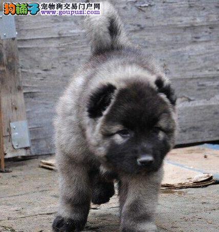自家繁殖的南京高加索犬找新主人 驱虫齐全 可视频看狗