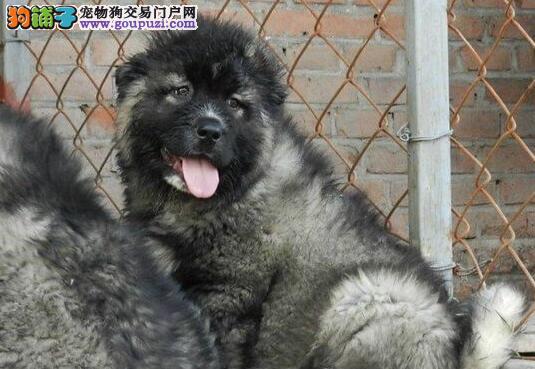 可作为看家护院的高加索犬出售 南昌市内免费送货图片