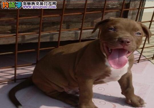 南昌市出售比特犬 可视频看狗 疫苗齐全 免费饲养指导图片