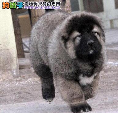顶级俄系巨型熊版高加索犬出售 疫苗齐全 签订正规合同