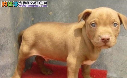 上海出售纯种猛犬比特幼犬血统好 带血统证书 质保三年