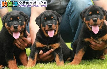 重庆呢里可以买到罗威纳犬 纯种罗威纳犬价格