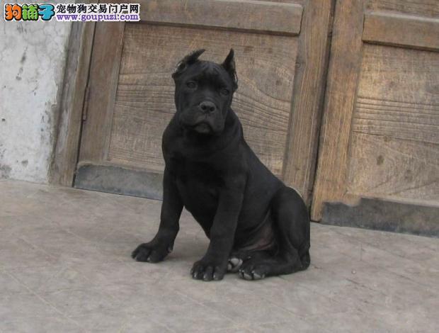 意大利纯种卡斯罗幼犬出售 高贵血统图片