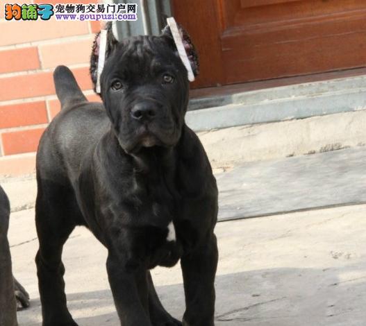 南京知名犬舍出售多只赛级卡斯罗犬赛级品质血统保障