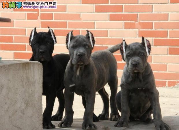卡斯罗犬南昌最大的正规犬舍完美售后爱狗人士优先狗贩勿扰
