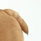 英国斗牛犬尾巴图片