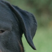 罗威纳犬耳朵图片