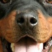 罗威纳犬鼻子图片