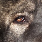 高加索犬眼睛图片