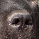 高加索犬鼻子图片
