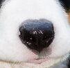 伯恩山犬鼻子图片
