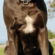 卡斯罗犬胸部图片