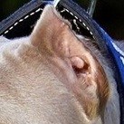 美国恶霸犬耳朵图片
